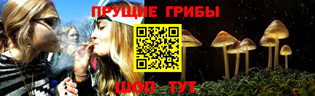 Галлюциногенные грибы Psilocybine cubensis Междуреченск